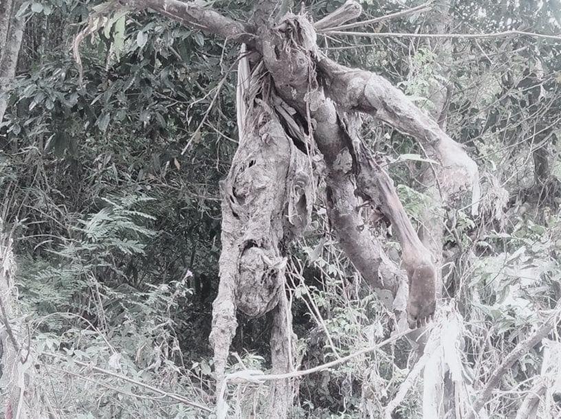 गुल्मीमा खन्युको रुखमा अड्किएको अबस्थामा बेवारिसे शव फेला