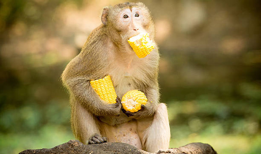 गुल्मीमा बाँदर धपाउन वडा कार्यालयले कर्मचारी नै नियुक्ति गर्यो