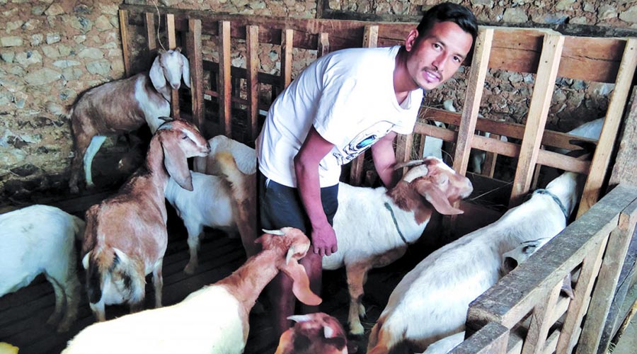 बडिगाडका मोतीलालको बाख्रा पालेर वर्षमै २० लाख नाफा