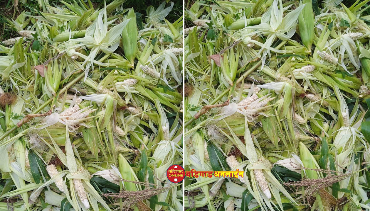 खेती गरे बाँदरलाई नगरे जग्गा बाँझै रहने पीर