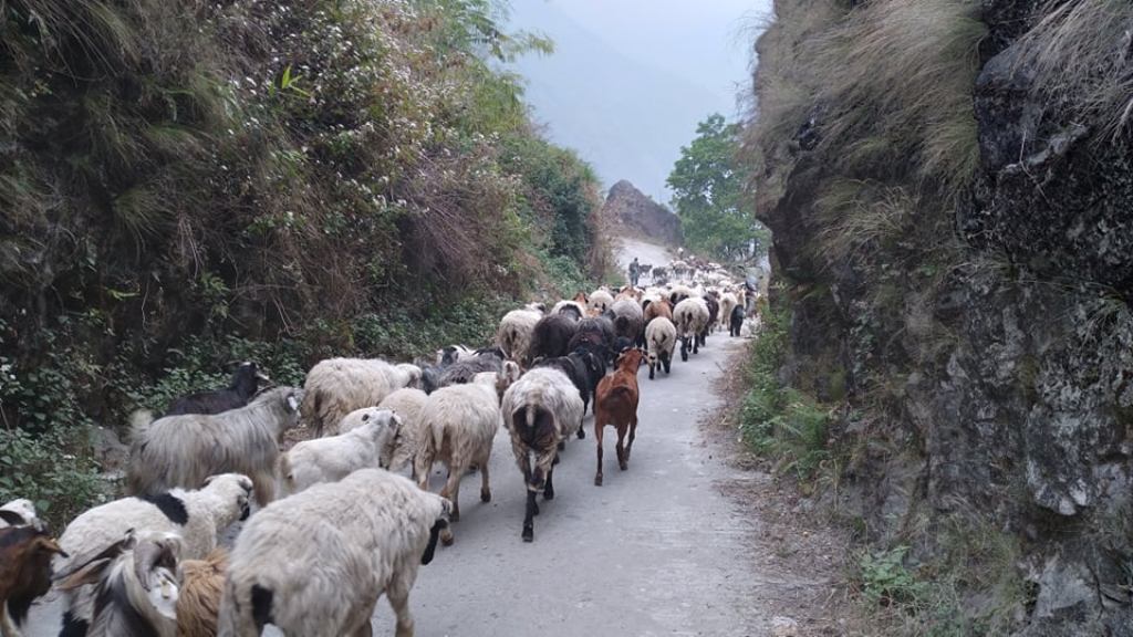 लेक चड्न थाले भेडी गोठ