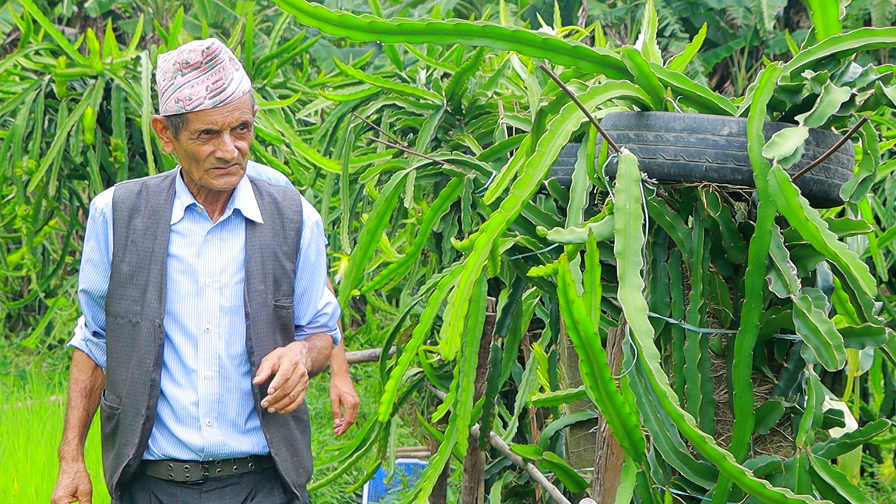 बालकृष्ण अर्याल अर्थात “पौरखी हेडसर”