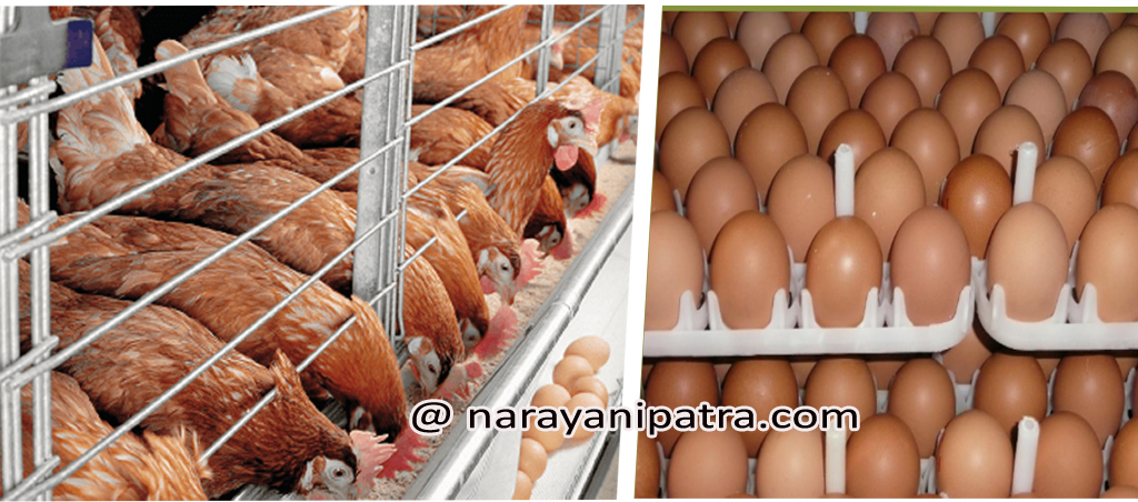 मूल्य घटेसँगै अण्डाको उपभोग वृद्धि