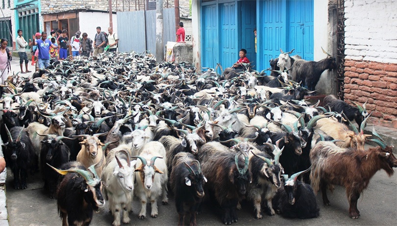 बागलुङमा च्याङ्ग्राको मूल्य आकाशियो !