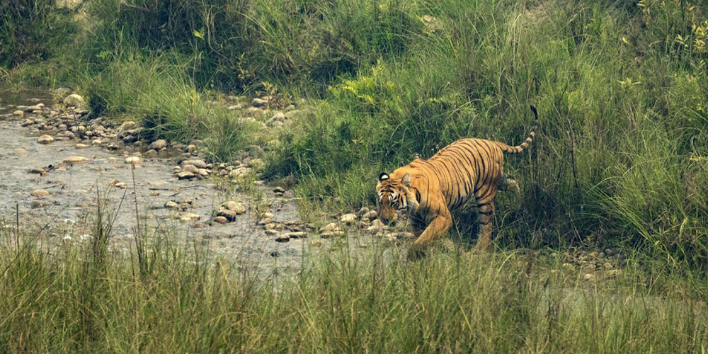 मर्निङवाक गर्न निस्किएका श्रेष्ठलाई बाघले आक्रमण गर्यो