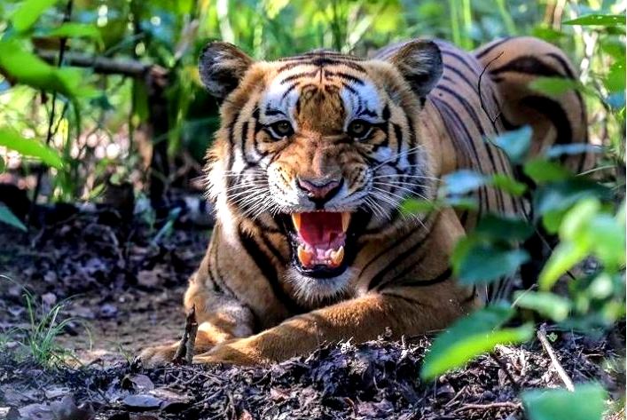 बाघ मार्न पासो थाप्ने शिकारी नै शिकार !