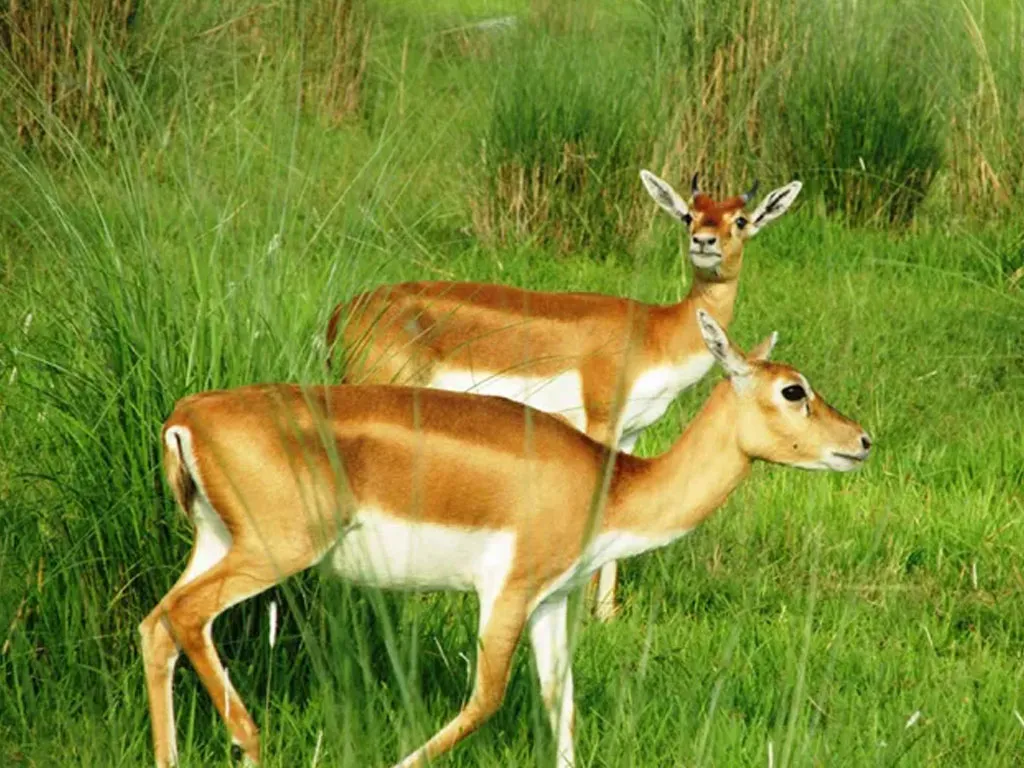 कृष्णसारको आहाराका लागि संरक्षण क्षेत्रभित्रै मौसमीखेती