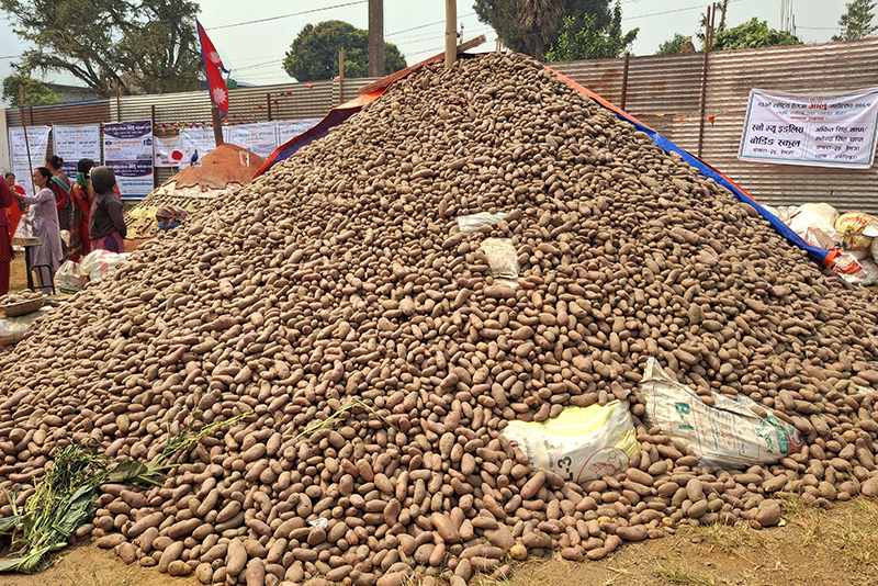 पोखरामा ५० हजार किलो आलुको पहाड