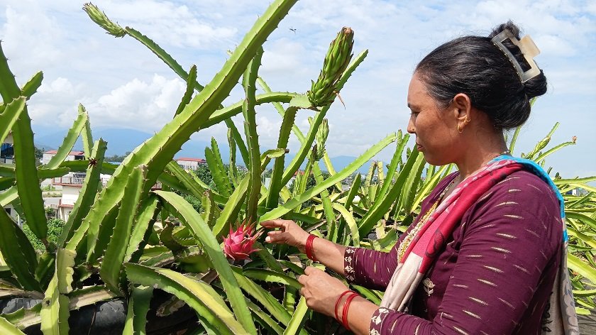 ‘युट्युब’ हेरेर कौसी खेती : सौन्दर्यसँगै आम्दानी पनि
