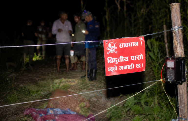 जङ्गली जनावरका लागि श्रीमानले थापेको विद्युतीय पासोमा परेर श्रीमतीको मृत्यु