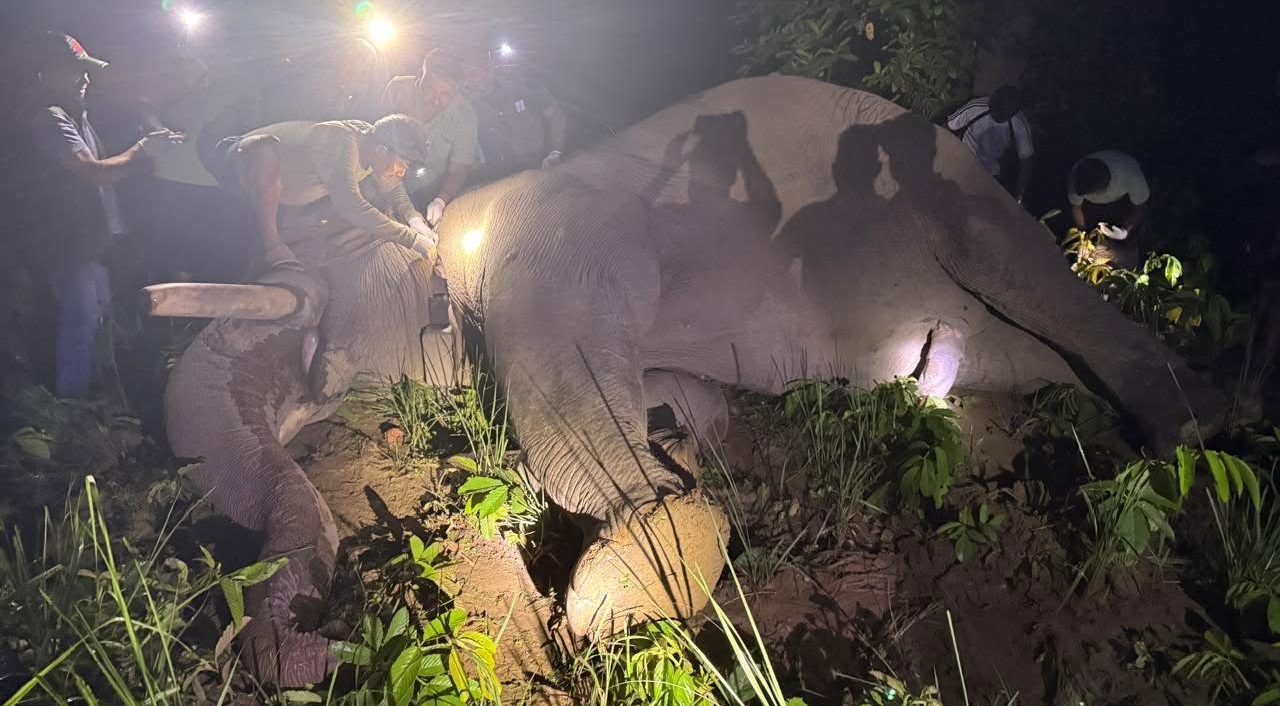 धुर्वे हात्तीको गतिविधिको जानकारी प्रत्येक १० मिनेटमा लिइँदै