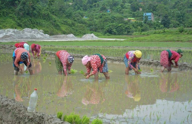 बर्खा लागे संगै किसान रोपाईमा ब्यस्त !