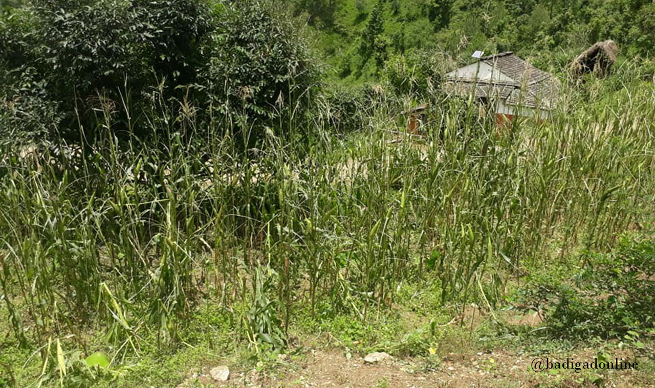 बडिगाड सहित पश्चिम बागलुङमा खेतीपातीमा पस्यो सलहको झुण्ड !